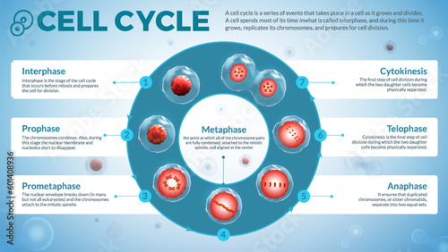 Exploring the Stages of the Cell Cycle: A Microbiological Journey Through Interphase, Prophase, Prometaphase, Anaphase, Telophase, and Cytokinesis - Illustrated Infographic Design photo