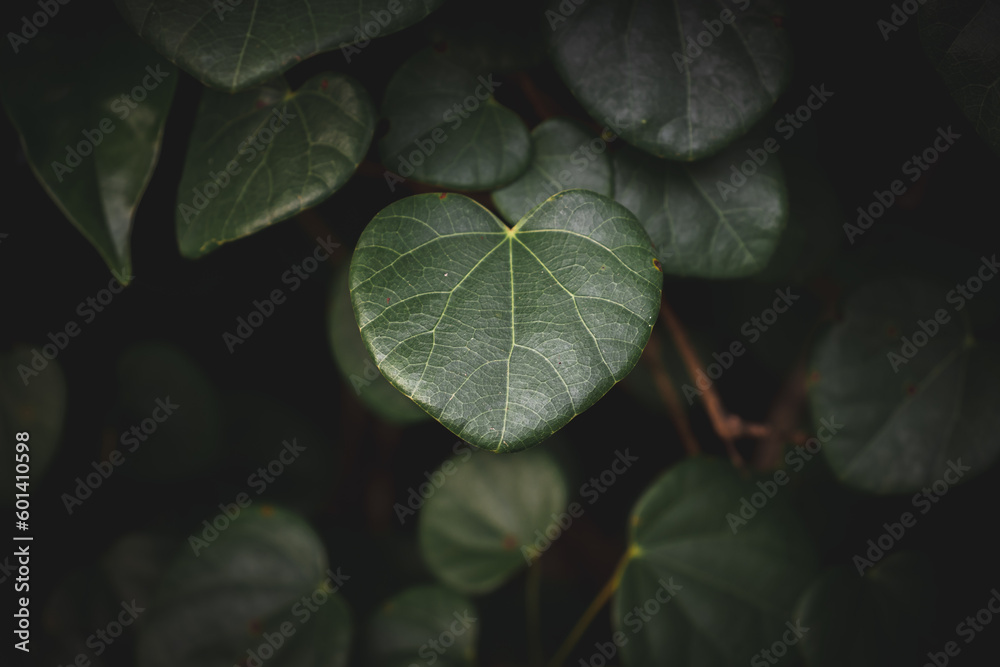 Heart shaped leaves in the garden Heart shaped leaves in the garden