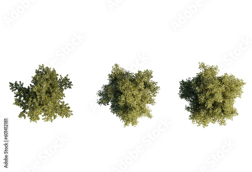 3d Plant Trees  Citrus Limon Top view Cutout PNG