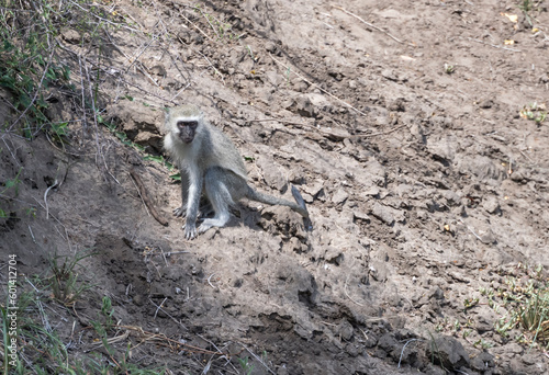 Vervet monkey on soil at Kruger park, South Africa