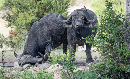 buffalo drinking and buffalo standing, Kruger park, South Africa