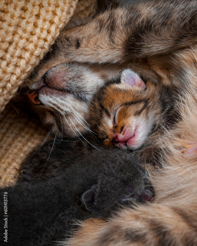 cat sleeping on the floor