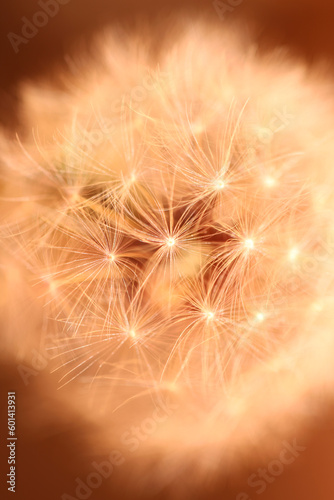 Wild flower blossoming close up taraxacum officinale dandelion blow ball asteraceae family botanical background high quality instant stock photography prints