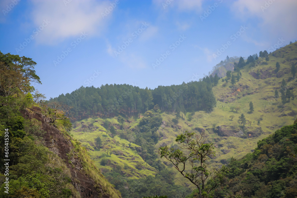 Beautiful mountains with different trees and green leaves in the forest