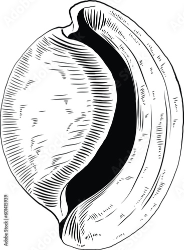 Hand drawn illustration of a seashell in black and white, summer tropical vector image for clothing, home decor, cards and templates, scrap booking, post cards, frames.