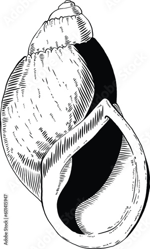 Hand drawn illustration of a seashell in black and white, summer tropical vector image for clothing, home decor, cards and templates, scrap booking, post cards, frames.
