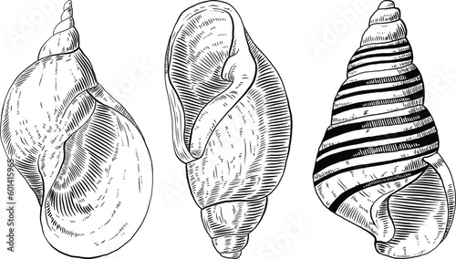 Hand drawn illustrations of seashells in black and white, summer tropical vector images for clothing, home decor, cards and templates, scrap booking, post cards, frames.