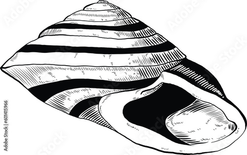 Hand drawn illustration of a seashell in black and white, summer tropical vector image for clothing, home decor, cards and templates, scrap booking, post cards, frames.