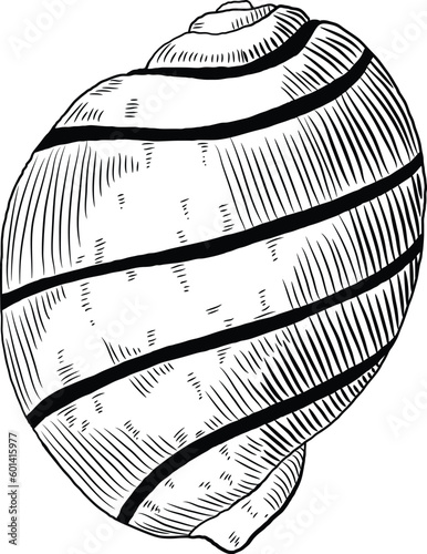 Hand drawn illustration of a seashell in black and white, summer tropical vector image for clothing, home decor, cards and templates, scrap booking, post cards, frames.