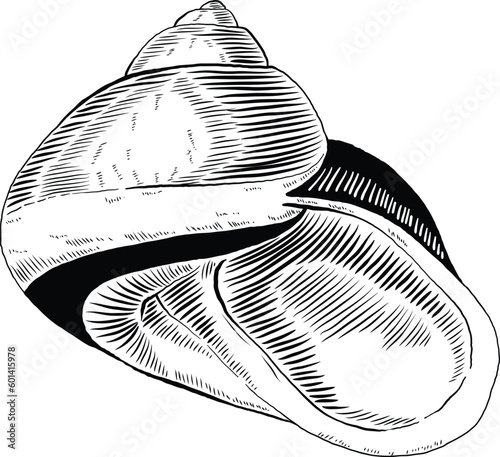 Hand drawn illustration of a seashell in black and white, summer tropical vector image for clothing, home decor, cards and templates, scrap booking, post cards, frames.