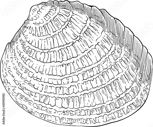 Hand drawn illustration of a seashell in black and white, summer tropical vector image for clothing, home decor, cards and templates, scrap booking, post cards, frames.