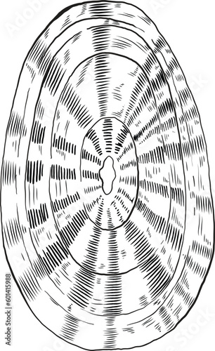 Hand drawn illustration of a seashell in black and white, summer tropical vector image for clothing, home decor, cards and templates, scrap booking, post cards, frames.