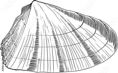 Hand drawn illustration of a seashell in black and white, summer tropical vector image for clothing, home decor, cards and templates, scrap booking, post cards, frames.
