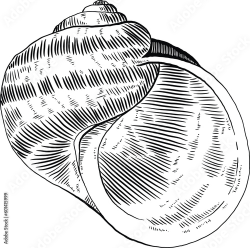 Hand drawn illustration of a seashell in black and white, summer tropical vector image for clothing, home decor, cards and templates, scrap booking, post cards, frames.