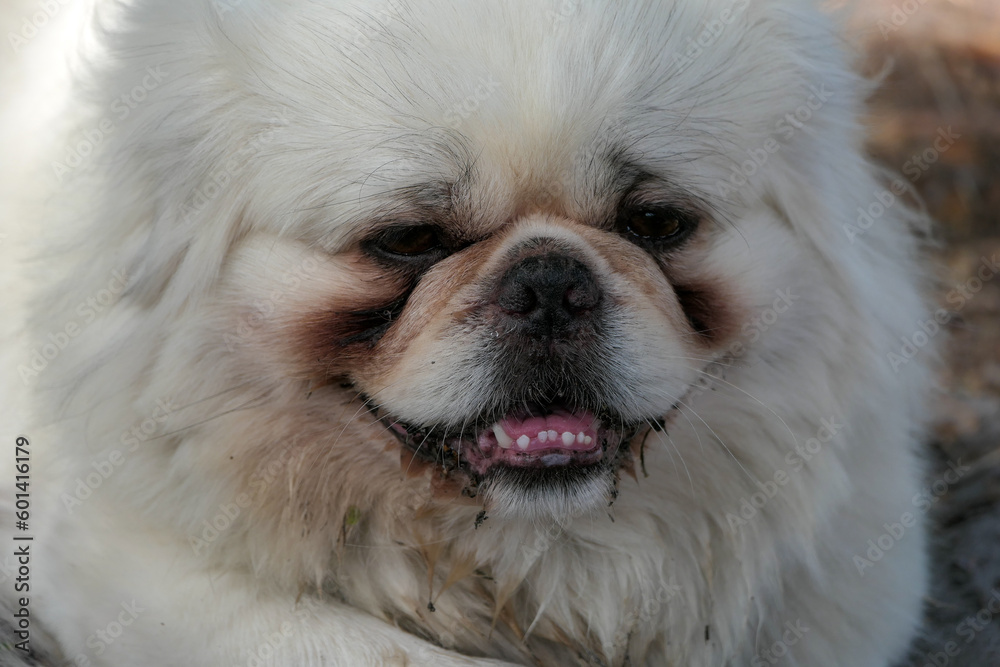 close up of a white dog showing canine teeth close up of a white dog showing canine teeth