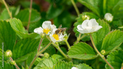Strawberry field. A field of blooming strawberries. Young strawberry sprouts. A bee collects pollen on strawberry flowers. Bee on a white flower