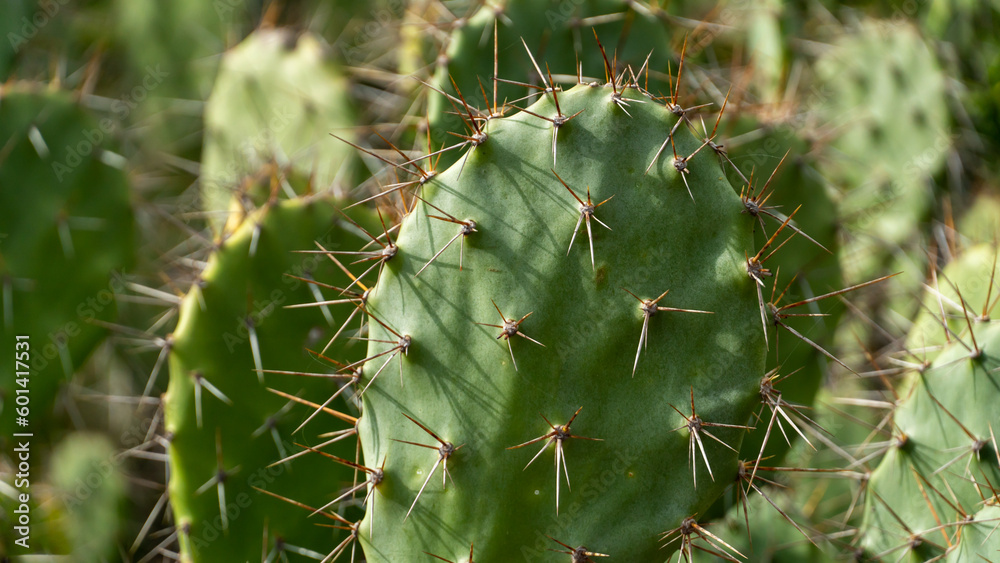 Wild Cactus Flower Leafs and Spines Close Up Wild Cactus Flower Leafs and Spines Close Up