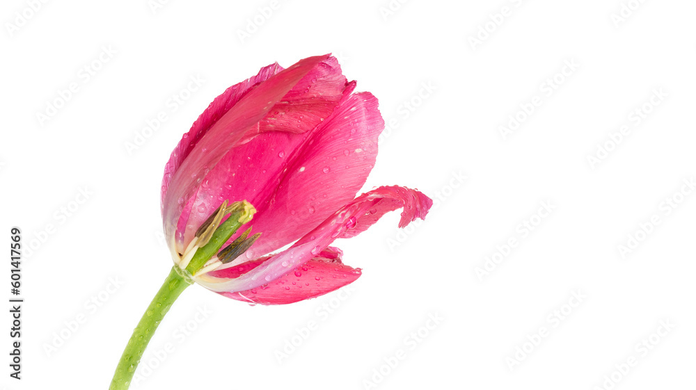 Tulpe | weißer Hintergrund