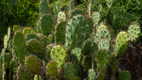 Wild Cactus Flower Leafs and Spines