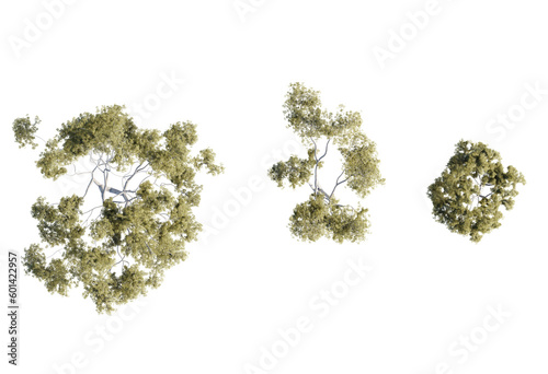 3d Plant Trees Corymbia aparrerinja Top view Cutout PNG photo