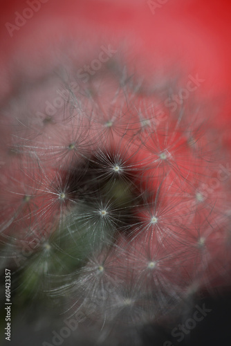 Wild flower blossoming close up taraxacum officinale dandelion blow ball asteraceae family botanical background high quality instant stock photography prints