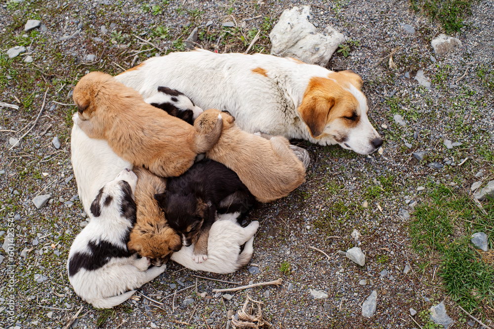 Mom dog and her little puppies are resting on the ground close-up ...