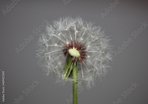 Wild flower blossoming close up taraxacum officinale dandelion blow ball asteraceae family botanical background high quality instant stock photography prints