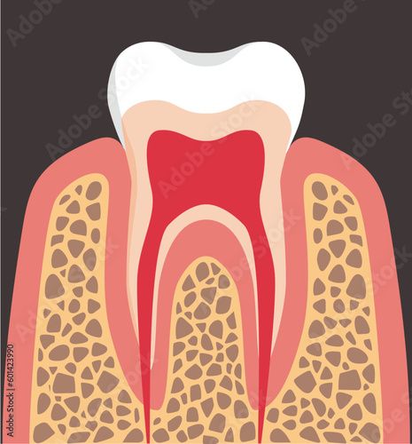 structure of teeth, vector illustration