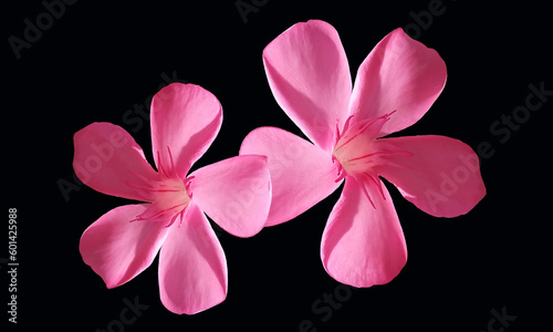Close up, Two pink color flower blossom blooming isolated on black background for stock photo, house plants, spring floral
