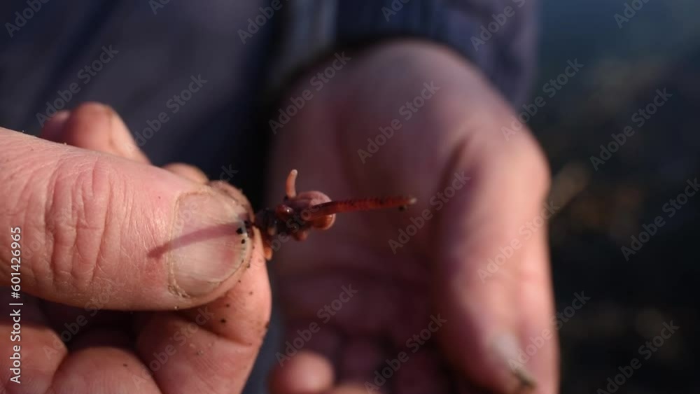 A fisherman puts a worm on a fishing hook A fisherman puts a worm on a fishing hook