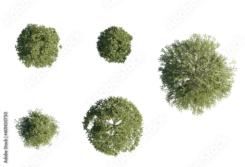 3d Plant Trees Fagus sylvatica Top view Cutout PNG