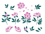 Peonies flowers and leaves collection, simple hand drawn peony elements set