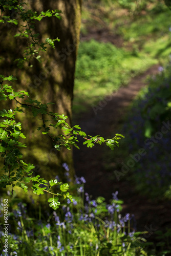 Fototapeta Naklejka Na Ścianę i Meble -  Leaves and bluebells with a path through the countryside