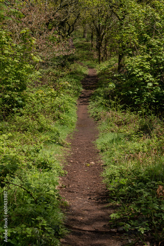 A dirt path through the countryside