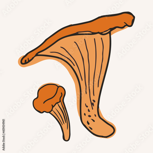 Chanterelle mushrooms, vector illustration. Hand drawn art of edible mushrooms.