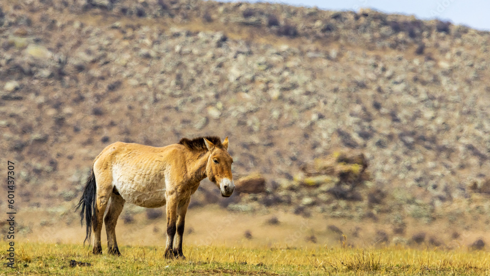 Obraz premium 草原に立つ野生馬 モンゴル タヒ