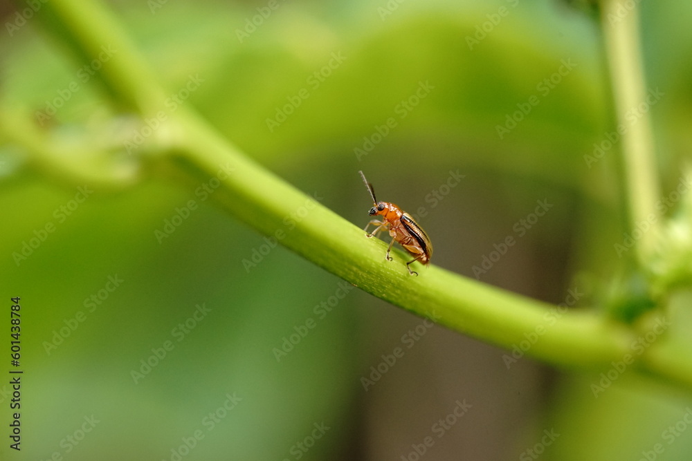 Monolepta found in vegetable plots. Monolepta found in vegetable plots.