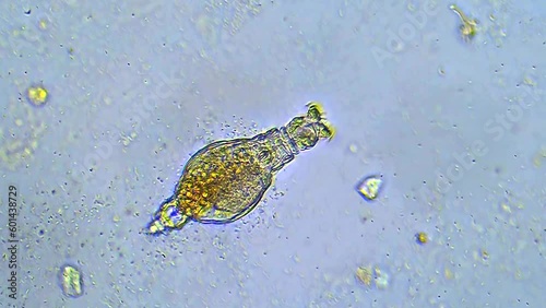 Microorganisms Under Microscope. Organisms Unicellular.