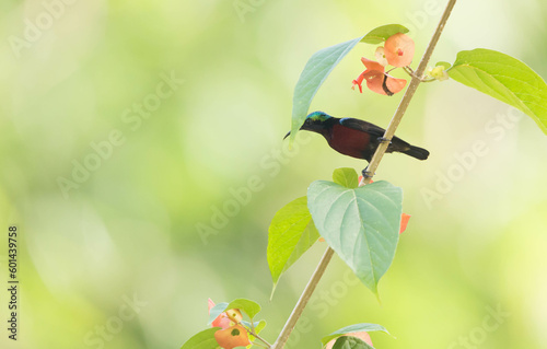 Van Hasselt’s Sunbird