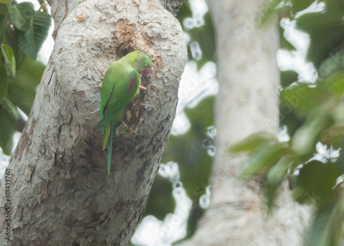 Alexandrine Parakeet