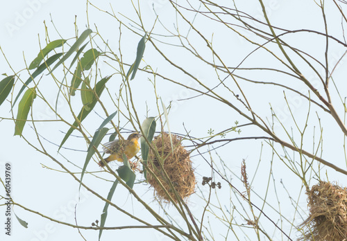 Asian Golden Weaver