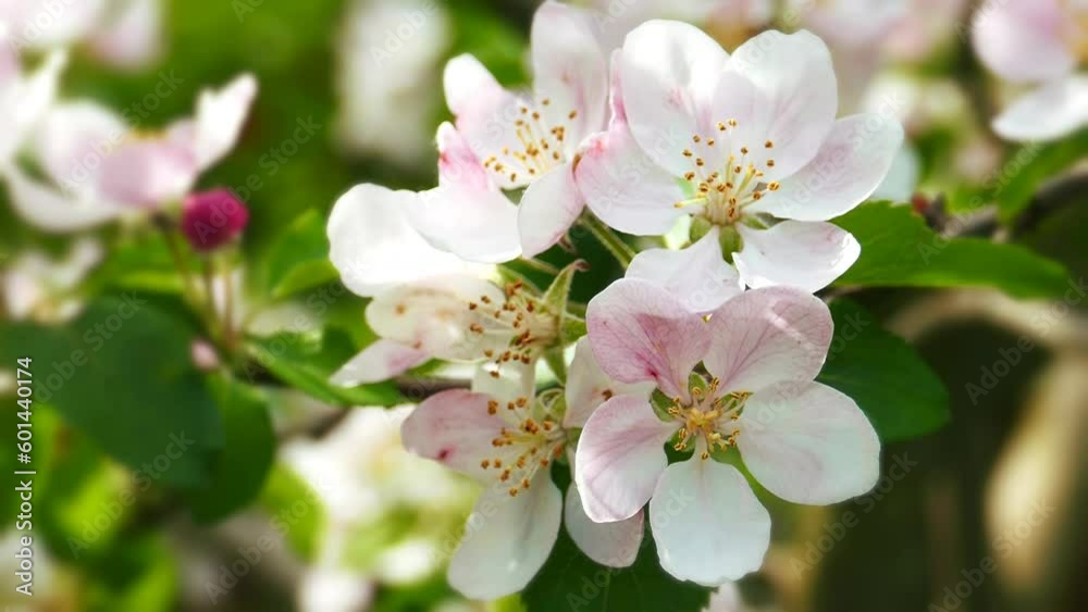 Busy Bee. Nectar Harvest. Honey Bee Collecting Pollen from Apple Blossom. Wings of Pollination. Honey Bee in Action Among Apple Blossoms. Nature's Vital Work. Honey Bee Pollinating Apple Blossom
