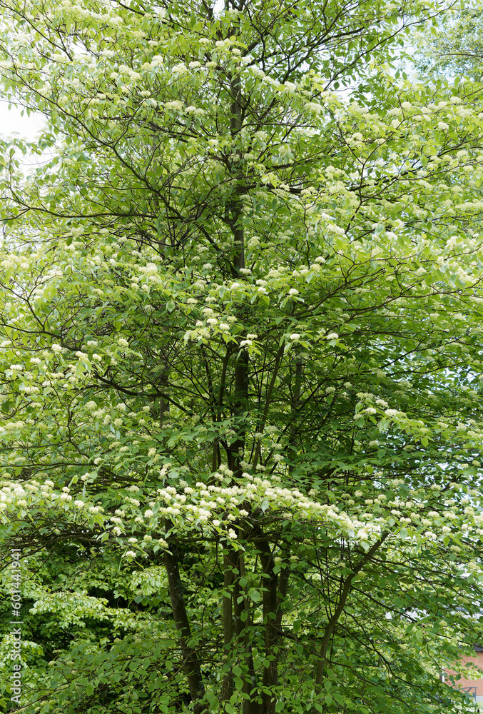 Cornus sanguinea | Common Dogwood or bloody dogwood. Beautiful Spring flowering of white flowers in flat clusters on brillant deep red twigs covered of green foliage 
