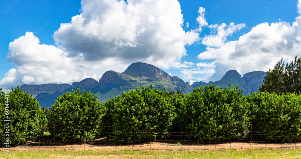 Fototapeta premium Citrus plantation near Kampersrus with Mariepskop in the background