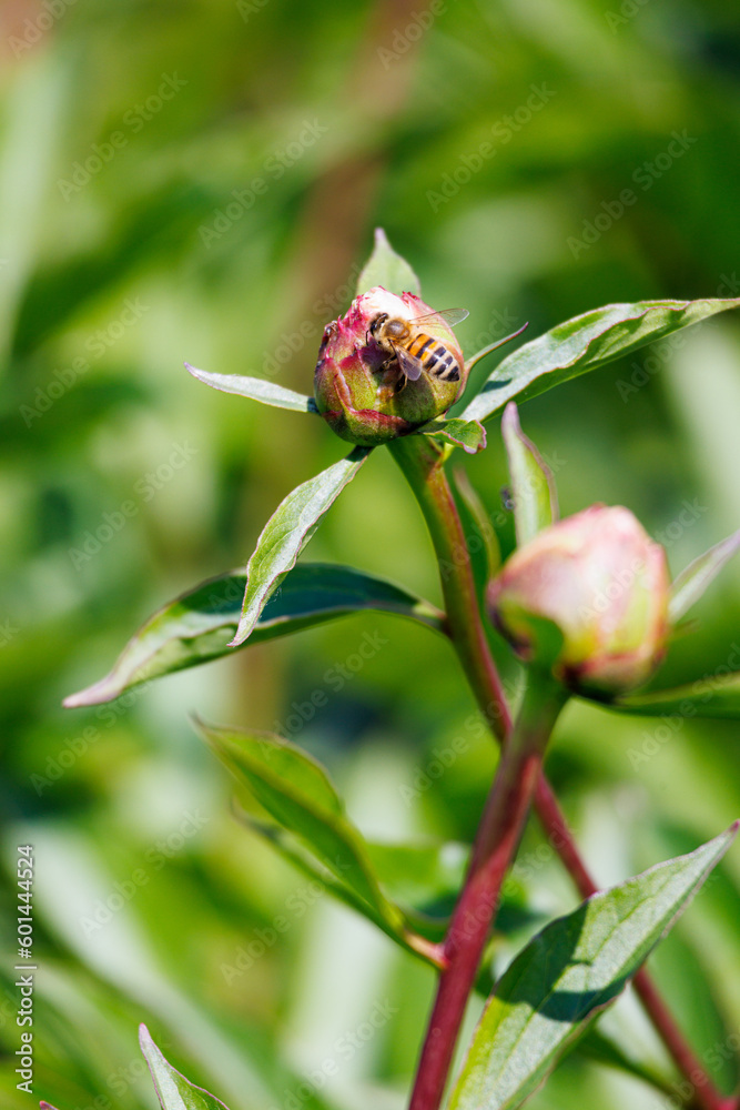 Macro photography of bee on a flower Macro photography of bee on a flower