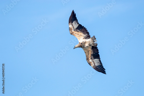 Sea Eagle