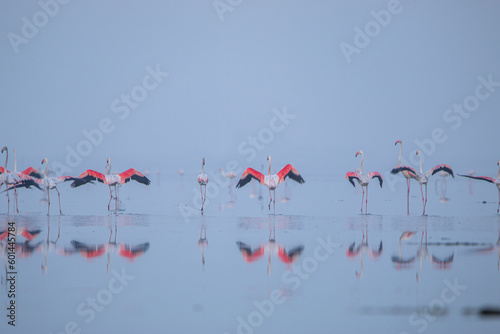 Greater flamingos