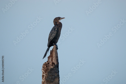 Cormorants