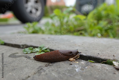 Closeup on a European red chocolate slug, Arion rufus, on the ground with a blurred background