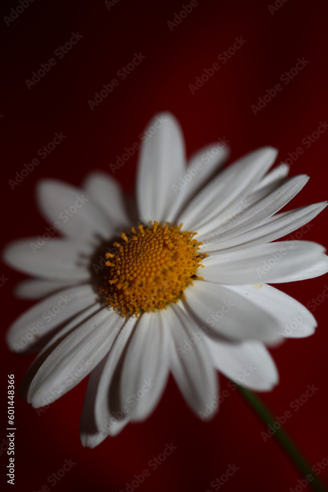 Fototapeta premium White star flowering macro botanical background leucanthemum maximum family asteraceae flowers blooming in a meadow close up of big size high quality white marguerites